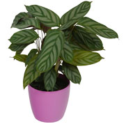 Calathea 'Compactstar' + Cachep Rosa